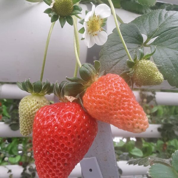 strawberries-600x600